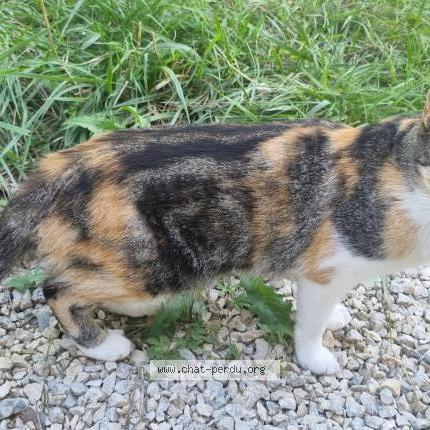 Photo 1/1 Bagheera Chat perdu à Barjac