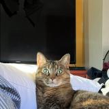 Photo de chat perdu à Phoenix