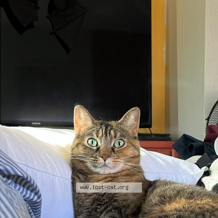 Photo 1/1 Mochi Chat perdu à Phoenix