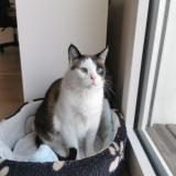 Photo de chat perdu à Nanterre