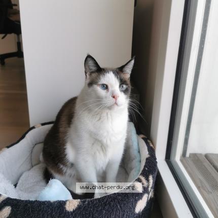 Photo 1/1 Leo Chat perdu à Nanterre