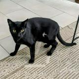 Photo de chat perdu à Saint Esteve