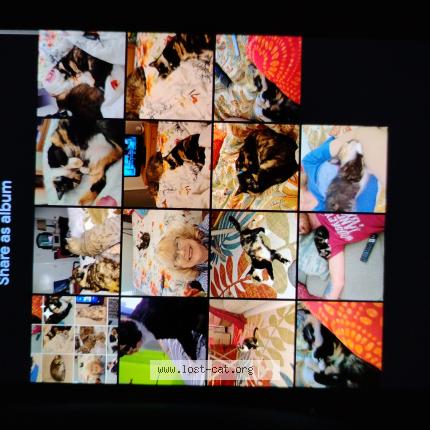 Photo 1/1 Loki Chat perdu à Independence