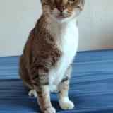 Photo de chat perdu à Trebes