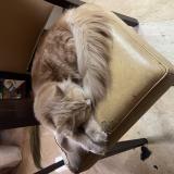 Photo de chat perdu à Solapur