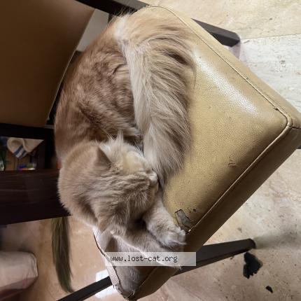 Photo 1/1 Lucy Chat perdu à Solapur