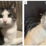 Photo de chat perdu à Quincay