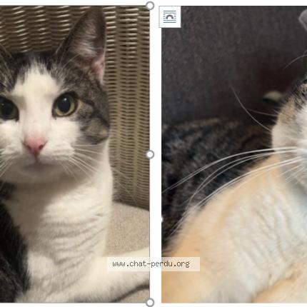 Photo 1/1 Miminette Chat perdu à Quincay