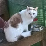 Photo de chat trouvé à Saint Paul En Foret