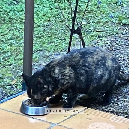 Photo 1/1 Chat trouvé Trouvé à Aix en provence