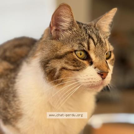 Photo 1/1 Chat retrouvé Perdu à Breville