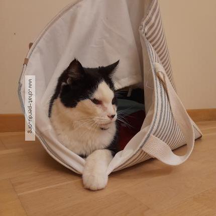 Photo 1/1 DIEGO Chat perdu à Coquainvilliers