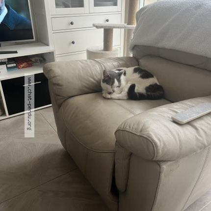 Photo 1/1 Sunny Chat perdu à Mericourt