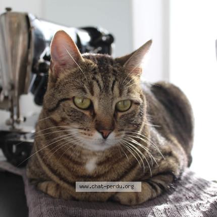 Photo 1/1 Chat retrouvé Perdu à Drancy