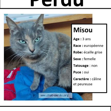 Photo 1/1 Chat retrouvé Perdu à La Chapelle Sur Erdre