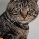 Photo de chat perdu à Cambrai