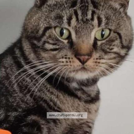 Photo 1/1 Gribouille Chat perdu à Cambrai