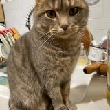 Photo de chat perdu à Ambilly