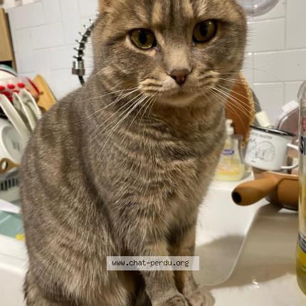 Photo 1/1 Nox Chat perdu à Ambilly