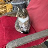 Photo de chat perdu à Bry Sur Marne