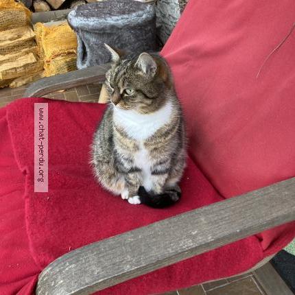 Photo 1/1 Chaussette Chat perdu à Bry sur marne