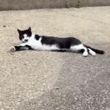 Photo de chat perdu à Bonnieres Sur Seine