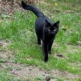 Photo de chat perdu à Reze