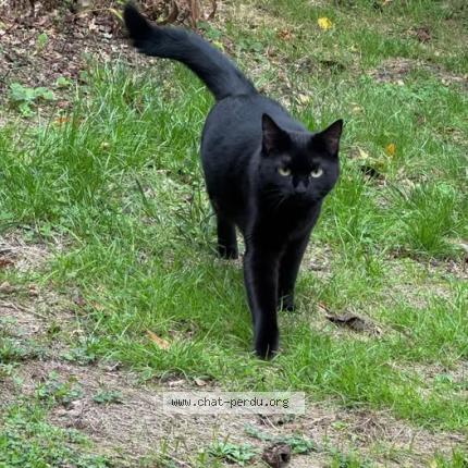 Photo 1/1 Mazzy Chat perdu à Reze