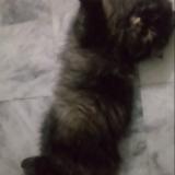 Photo de chat perdu à Lahore