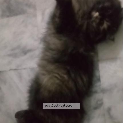 Photo 1/1 No name Chat perdu à Lahore