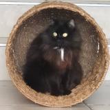 Photo de chat perdu à Drumettaz Clarafond