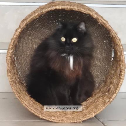 Photo 1/1 Chat retrouvé Perdu à Drumettaz clarafond