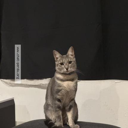 Photo 1/1 VIOLETTE Chat perdu à La madeleine