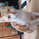 Photo de chat perdu à Frontignan France