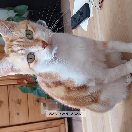 Photo 1/1 Chat retrouvé Perdu à Frontignan france