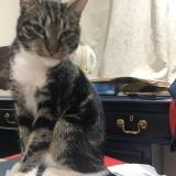 Photo de chat trouvé à Bruxelles