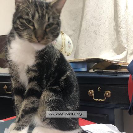 Photo 1/1 Chat trouvé Trouvé à Bruxelles