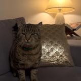 Photo de chat perdu à Coulon