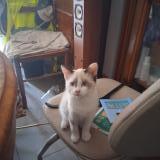 Photo de chat perdu à Montech