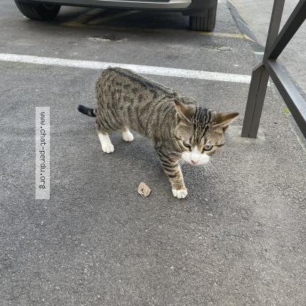 Photo 1/1 Chat trouvé Trouvé à Marseille