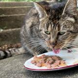 Photo de chat trouvé à Clecy