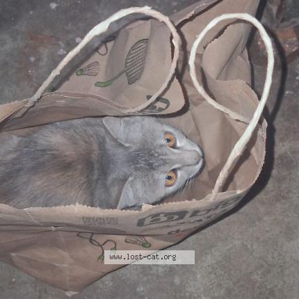 Photo 1/1 Kali Chat perdu à Darbhanga