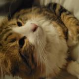 Photo de chat perdu à Chilly Mazarin