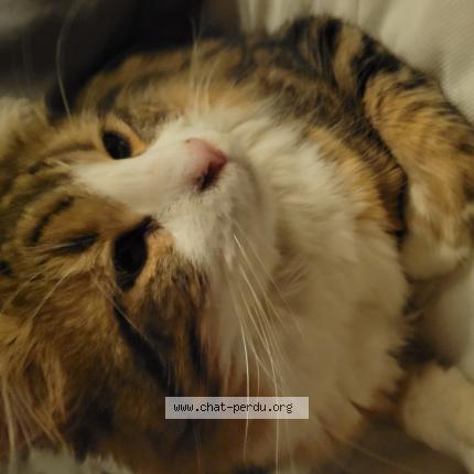 Photo 1/1 Chat retrouvé Perdu à Chilly mazarin