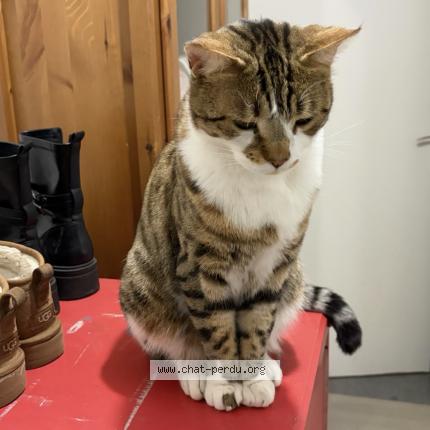 Photo 1/1 Lucky Chat perdu à Orgeval