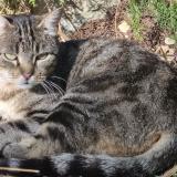 Photo de chat perdu à Barjac