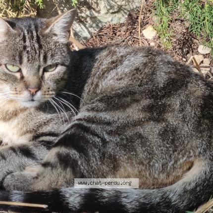 Photo 1/1 Paprika Chat perdu à Barjac