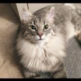 Photo de chat perdu à Barjac