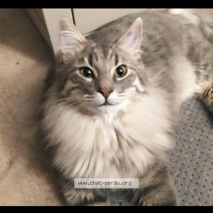 Photo 1/1 Chamallow Chat perdu à Barjac