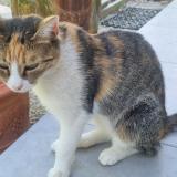 Photo de chat perdu à Barjac